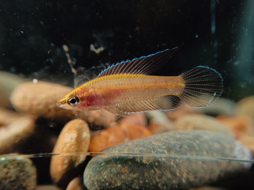 Anjungan-drakenvisje (Parosphromenus anjunganensis) — Osphronemidae