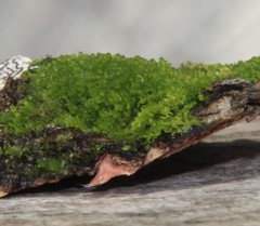 Microlejeunea latitans