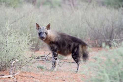 Parahyaena brunnea