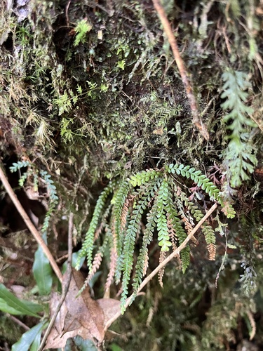 Calymmodon gracilis observed 2025-12-21