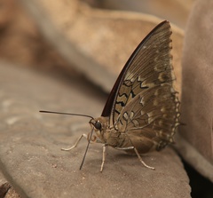 Charaxes tiridates