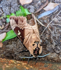 Lophostethus dumolinii