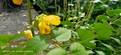 Senna occidentalis