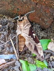 Lophostethus dumolinii