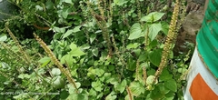Coleus monostachyus