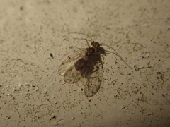 Ectopsocus briggsi