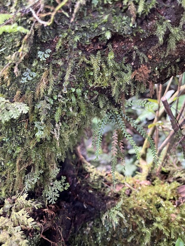 Calymmodon gracilis observed 2025-12-21