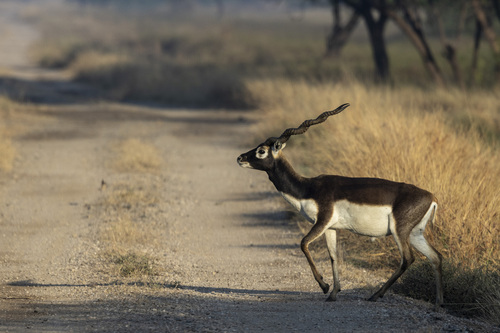 Blackbuck (Antilope cervicapra), a lookalike recorded in Texas