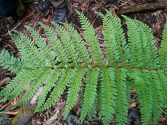 Polystichum proliferum