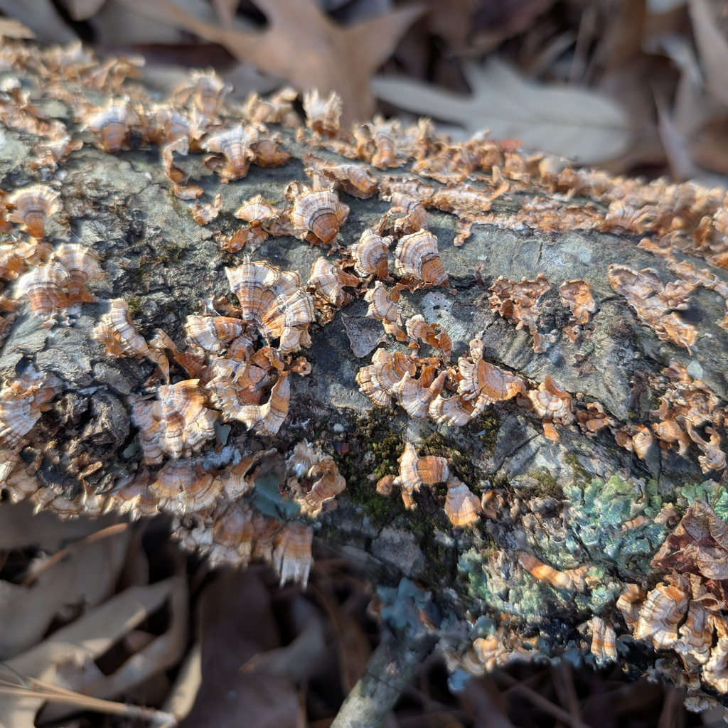 Stereum complicatum · December 2025 · photo: © kevin-anderson (iNaturalist, cc-by)