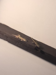 Hemidactylus frenatus