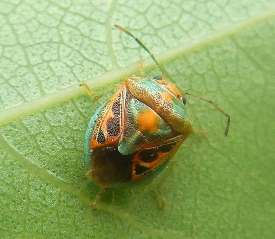 Antestiopsis notia
