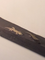 Hemidactylus frenatus