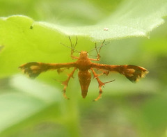 Deuterocopus tengstroemi