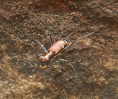 Micromentignatha oblongicollis