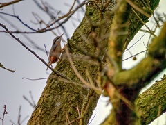 Sitta europaea