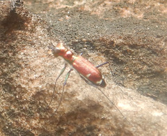 Micromentignatha oblongicollis
