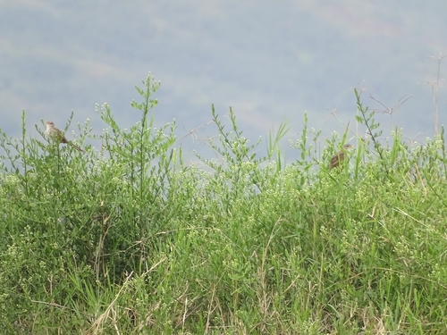 Wedge-tailed Grass-Finch