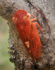 Stenocotini