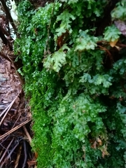Trichomanes venosum