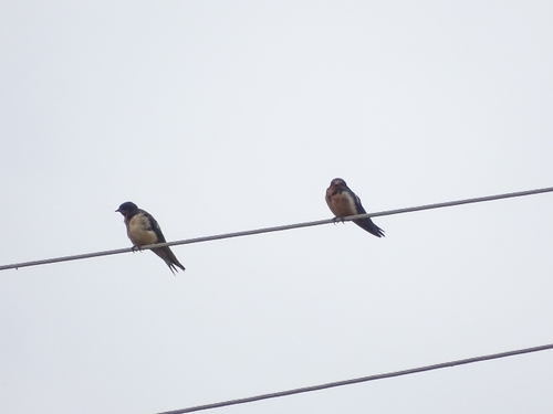 Barn Swallow