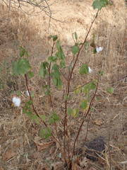 Gossypium barbadense