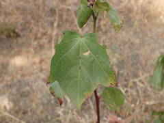 Gossypium barbadense