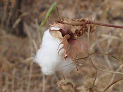 Gossypium barbadense