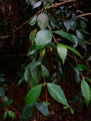 Atherosperma moschatum moschatum