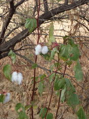 Gossypium barbadense
