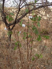 Gossypium barbadense