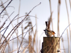 Erithacus rubecula