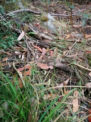 Australopyrum pectinatum