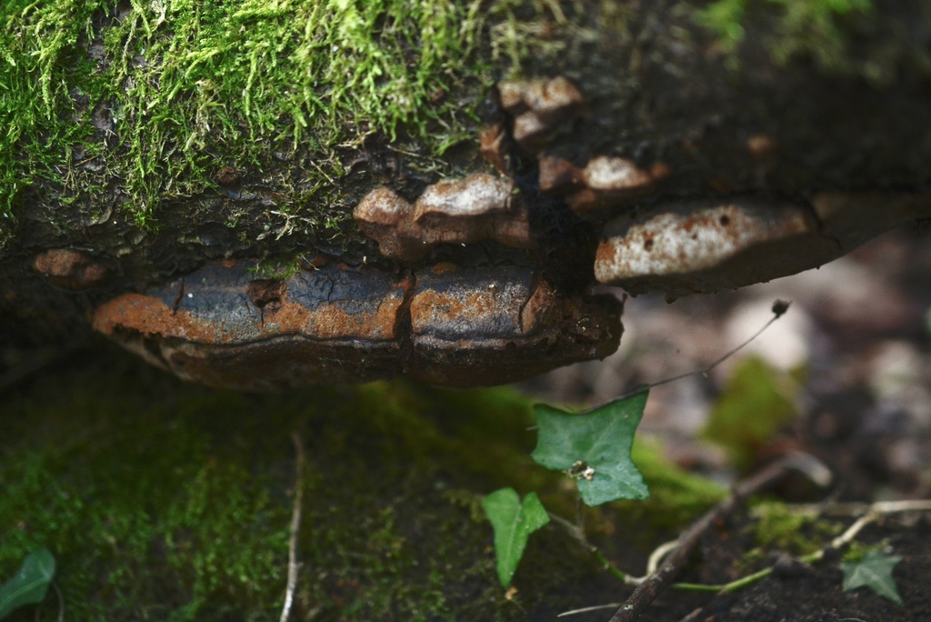 Phellinus pomaceus · December 2025 · photo: © cryptomarasmius (iNaturalist, cc-by)