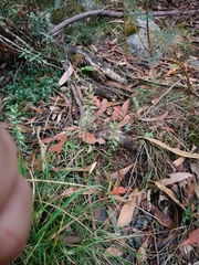 Australopyrum pectinatum