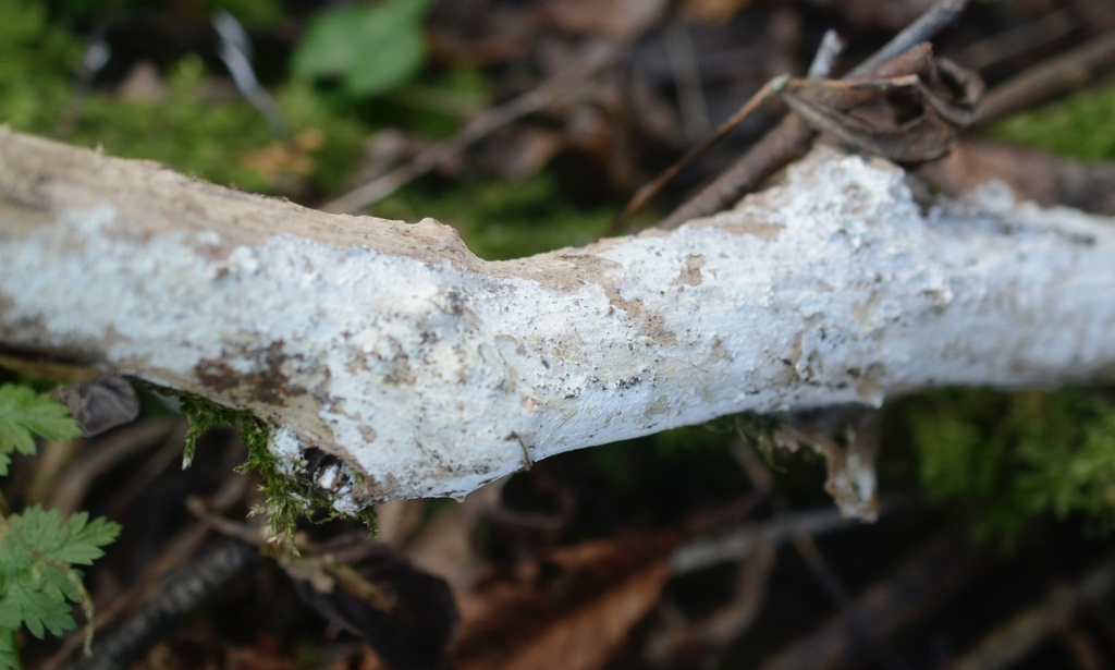 Lyomyces sambuci · December 2025 · photo: © cryptomarasmius (iNaturalist, cc-by)