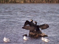 Phalacrocorax carbo