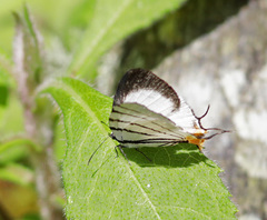 Arawacus leucogyna