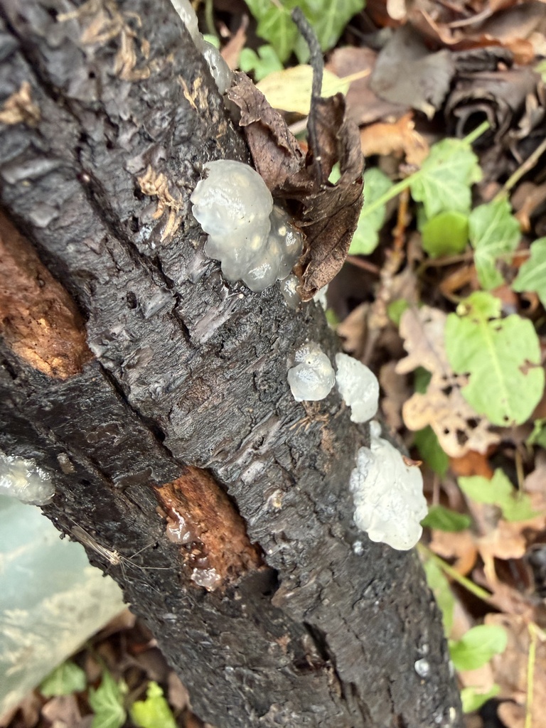 Myxarium nucleatum · December 2025 · photo: © cjoynson (iNaturalist, cc0)