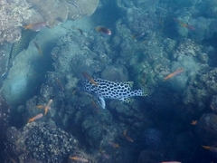 Plectorhinchus macrospilus