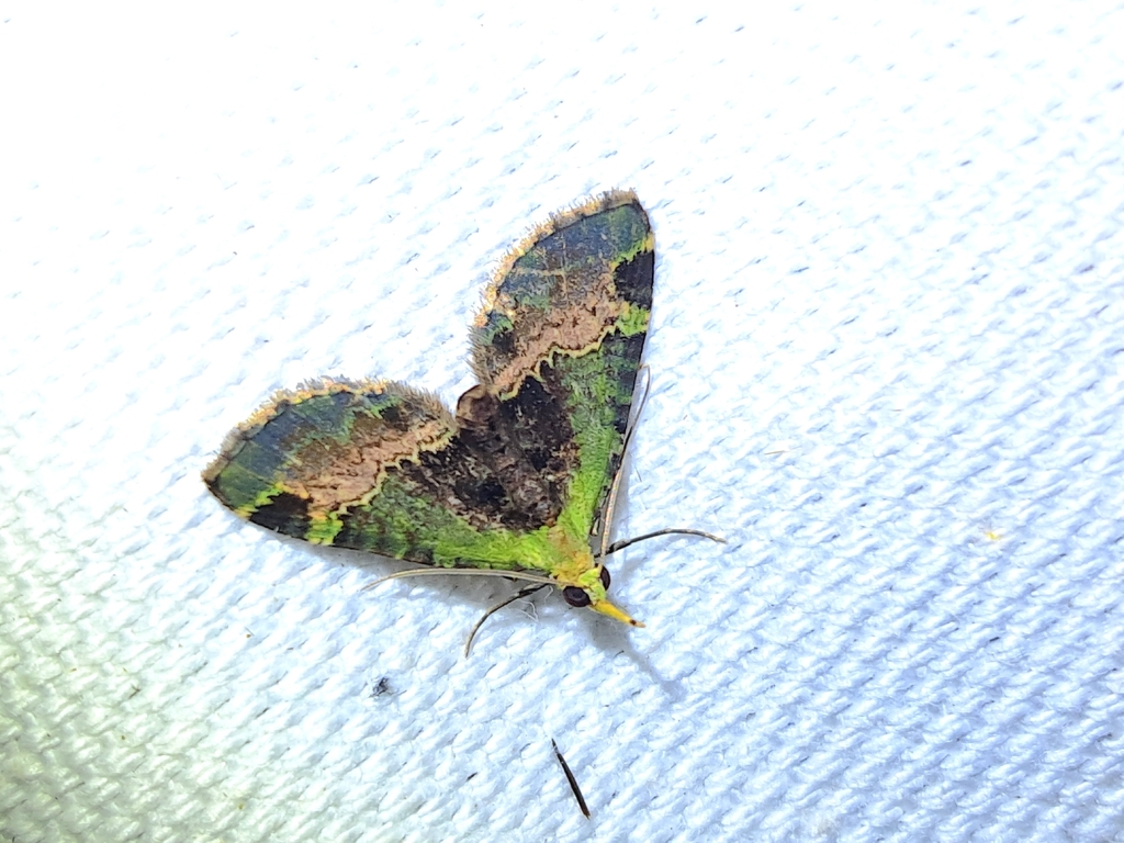 Pasiphilodes rubrifusa