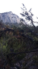 Arceuthobium oxycedri