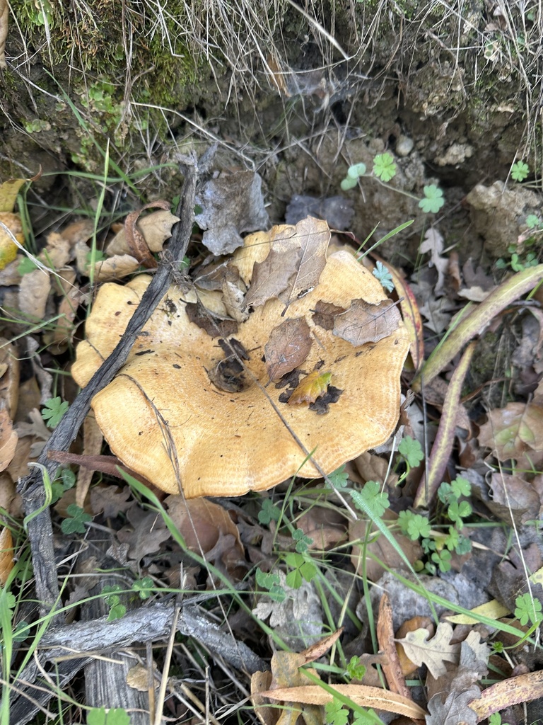 Lactarius alnicola · December 2025 · photo: © irinamitine (iNaturalist, cc-by)