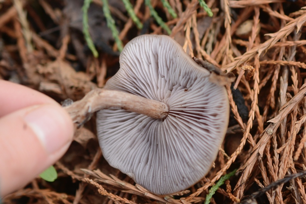Collybia sordida
