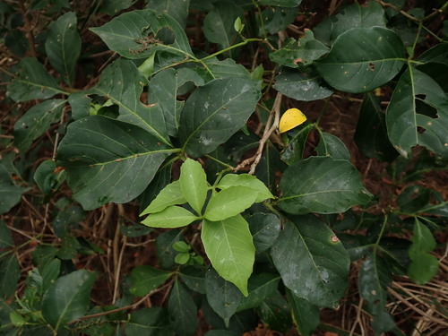 Timor allophylus (Allophylus timoriensis)