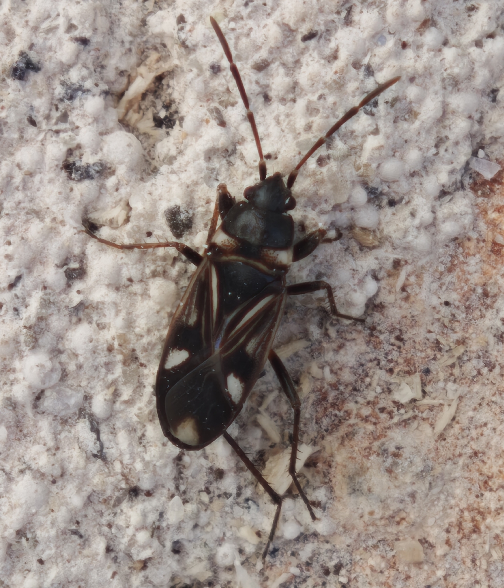 Raglius alboacuminatus