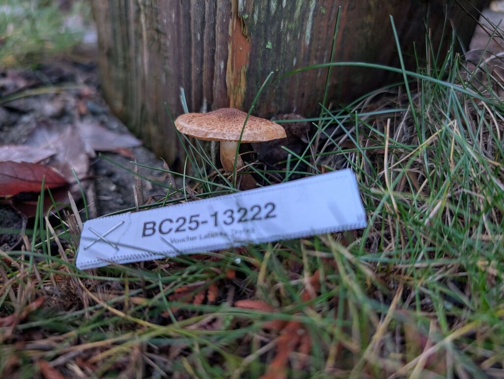 Tricholoma vaccinum · December 2025 · photo: © michaelshan (iNaturalist, cc-by-nc)
