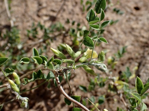Schott's Yellowhood (Nissolia schottii)