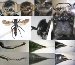 Entomobora crassitarsis