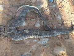Crotalus durissus